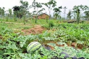 快熟了吃瓜视频,揭秘娱乐圈幕后故事，带你领略明星真实生活