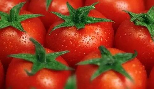 刘大瓜吃番茄,一场味蕾的狂欢之旅