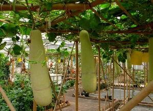 梦见在瓜园吃瓜,品味瓜果之乐的奇幻之旅