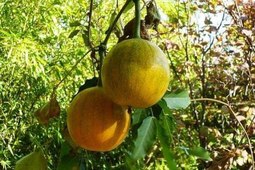 瓜娄可以吃吗,美味可口的天然食材探索