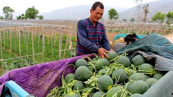 吃瓜群众干旱,干旱来袭，农业面临严峻挑战