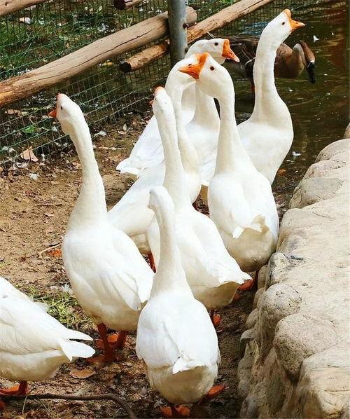 吃瓜鹅组热议,揭秘网络热点的背后真相