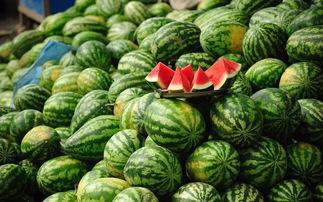 吃瓜胖胖龙,揭秘网红宠物的美食生活