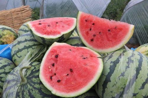 坐着吃瓜的人,瓜田乐逍遥