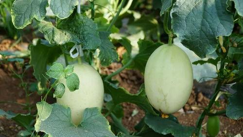 有颜吃瓜,揭秘娱乐圈的美丽与八卦